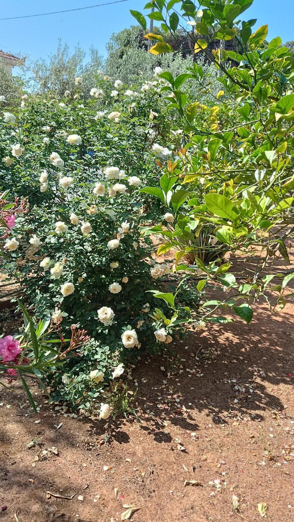 Appartamento Melograno Markópoulon Esterno foto